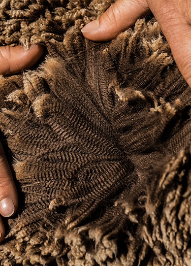 羊毛背后别具特色的匠心工艺
探索独具魅力且稀缺的深色美利奴羊毛，与其诞生的故事。